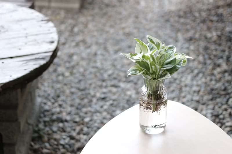 水培植栽│白金葛_室內植物 辦公室盆栽 店內擺設