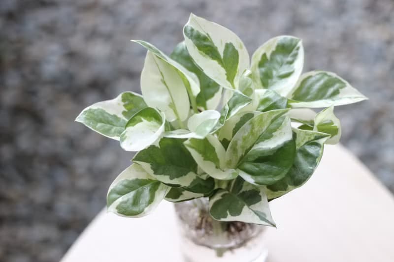 水培植栽│白金葛_室內植物 辦公室盆栽 店內擺設