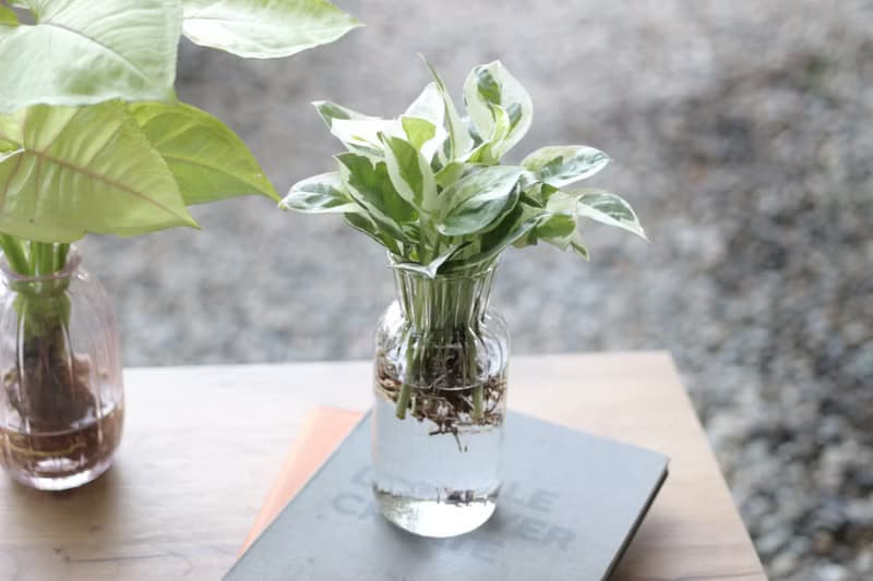 水培植栽│白金葛_室內植物 辦公室盆栽 店內擺設