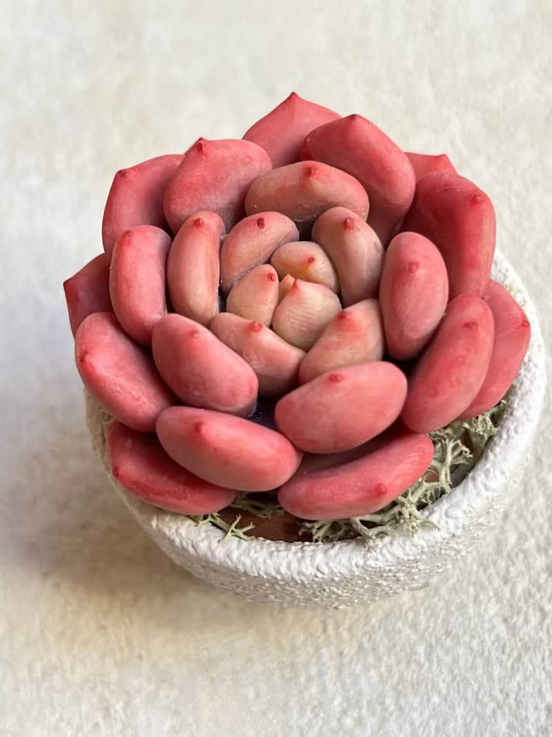 小盆栽B中的黏土多肉植物