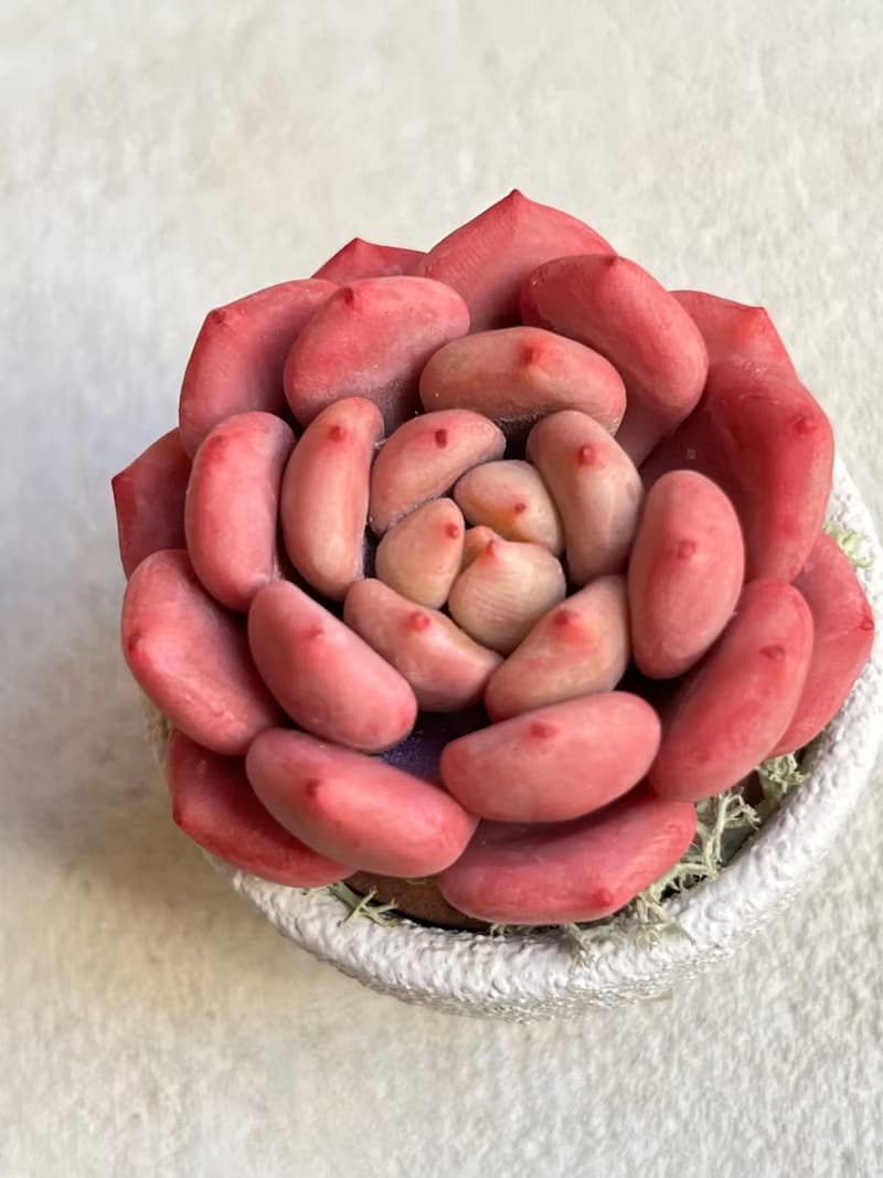 小盆栽B中的黏土多肉植物