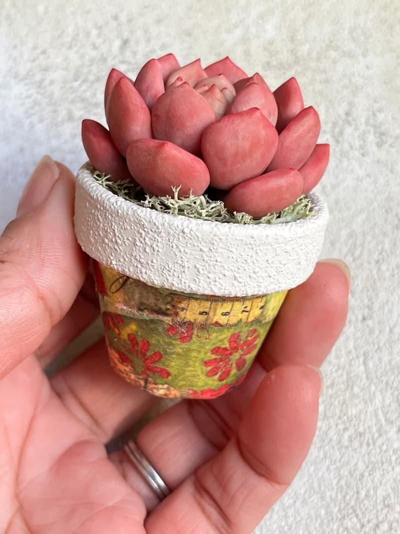 小盆栽B中的黏土多肉植物