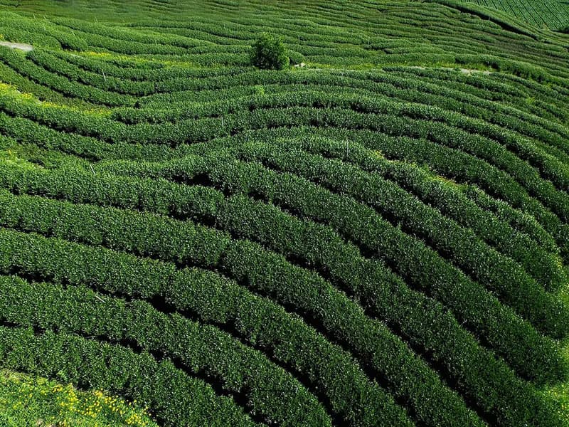 梨山黑森林清曉127清香烏龍茶, 150克