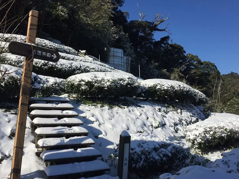 梨山黑森林清曉127清香烏龍茶, 150克