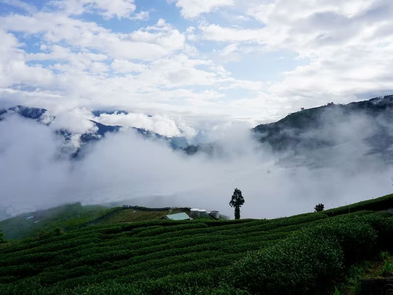 梨山黑森林清曉127清香烏龍茶, 150克