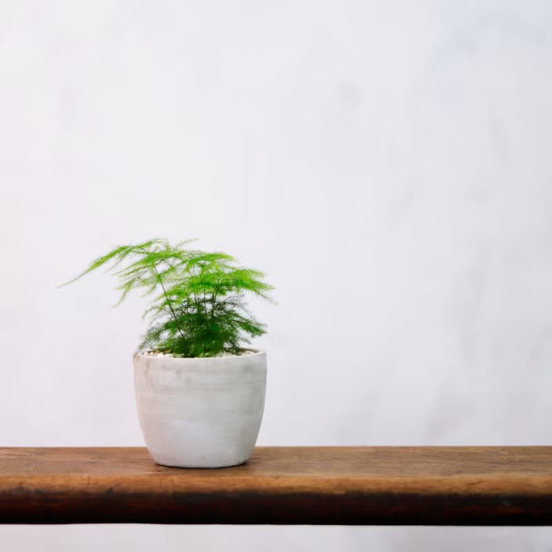 【室內盆栽】文竹 盆栽 觀葉植物 綠化盆栽 植栽 送禮