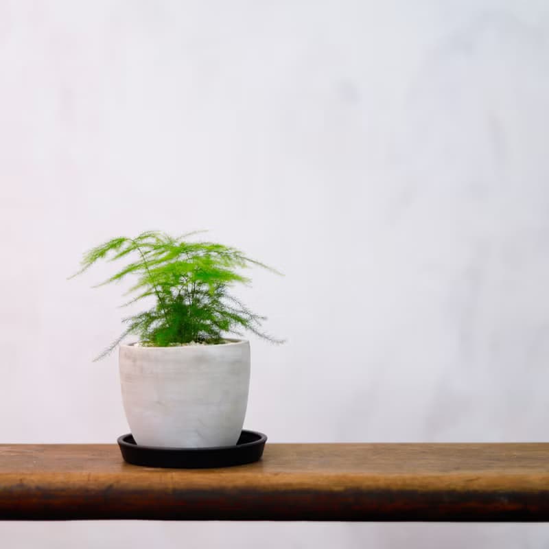 【室內盆栽】文竹 盆栽 觀葉植物 綠化盆栽 植栽 送禮
