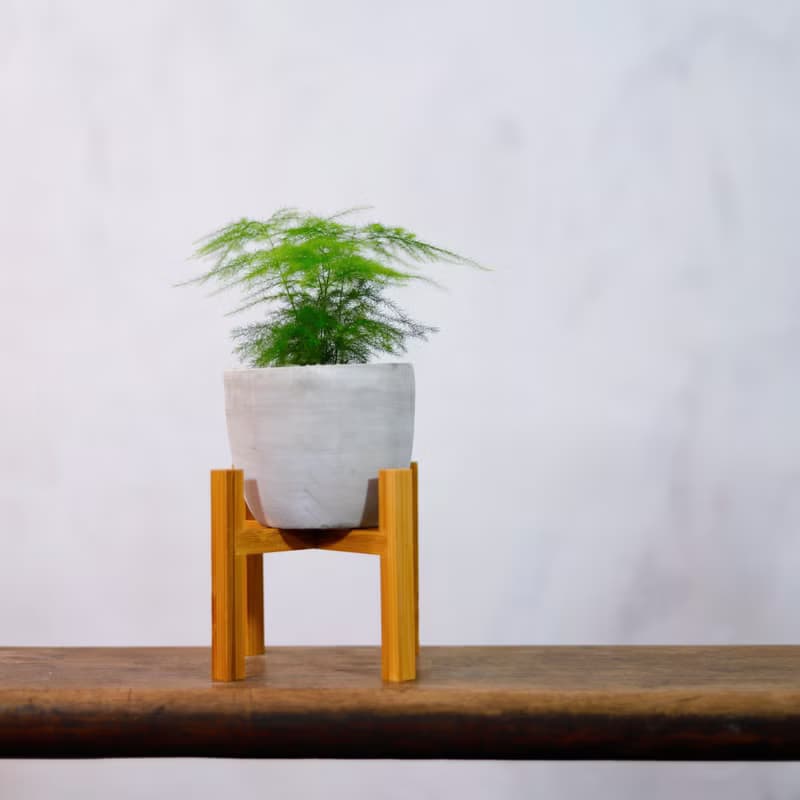 【室內盆栽】文竹 盆栽 觀葉植物 綠化盆栽 植栽 送禮