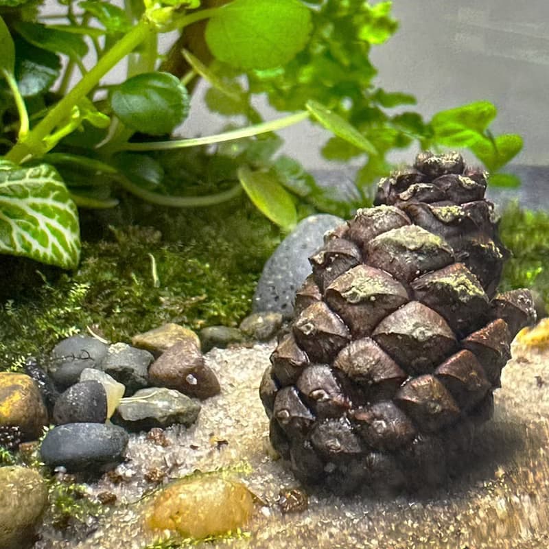 新品上市 松籟傳喜/ 手作微景觀生態缸