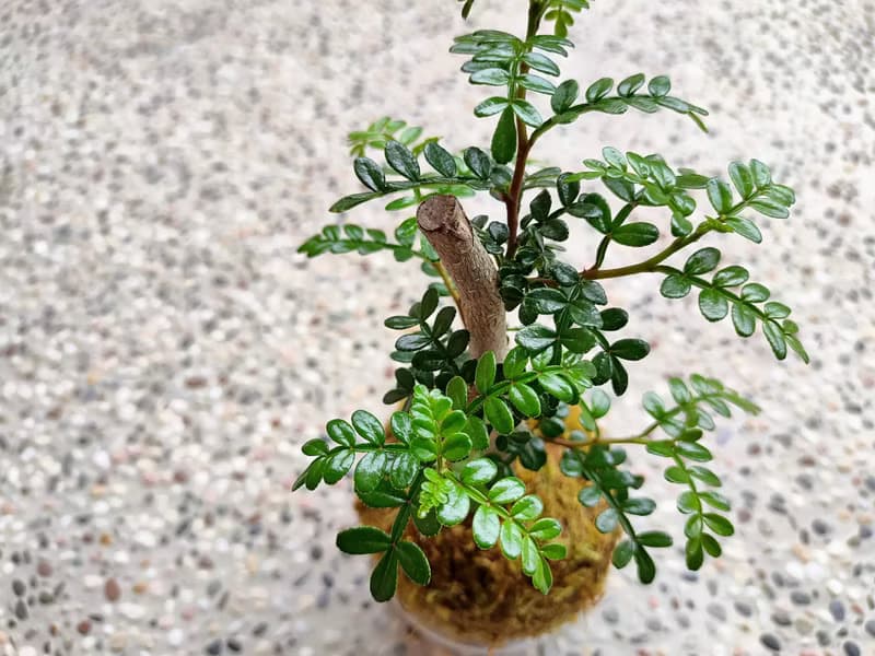 胡椒木苔球│陽台植物│喜光植物│觀葉植物