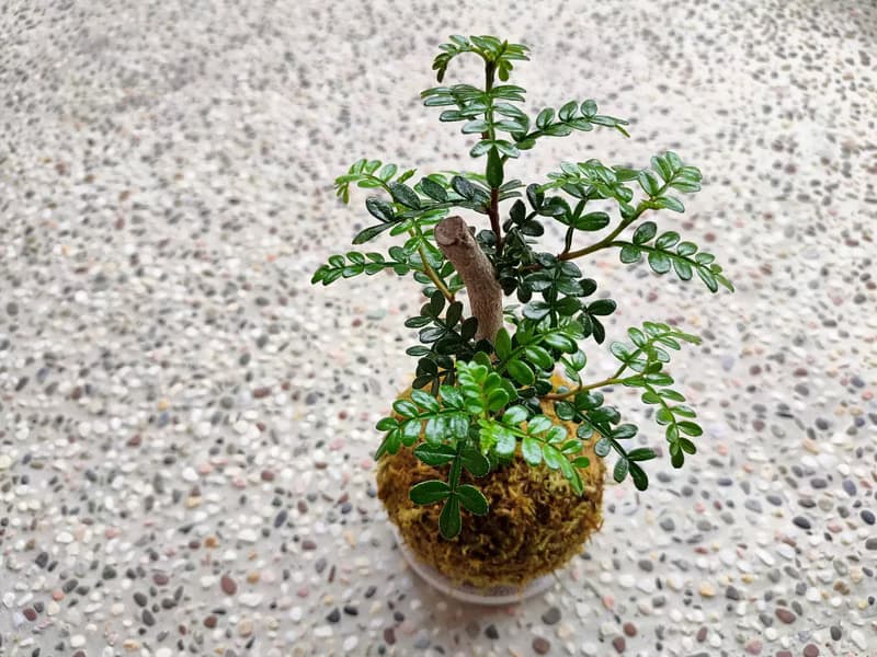 胡椒木苔球│陽台植物│喜光植物│觀葉植物
