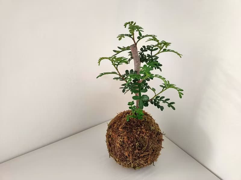 胡椒木苔球│陽台植物│喜光植物│觀葉植物
