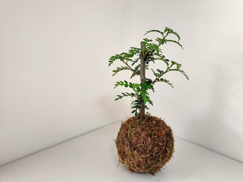 胡椒木苔球│陽台植物│喜光植物│觀葉植物