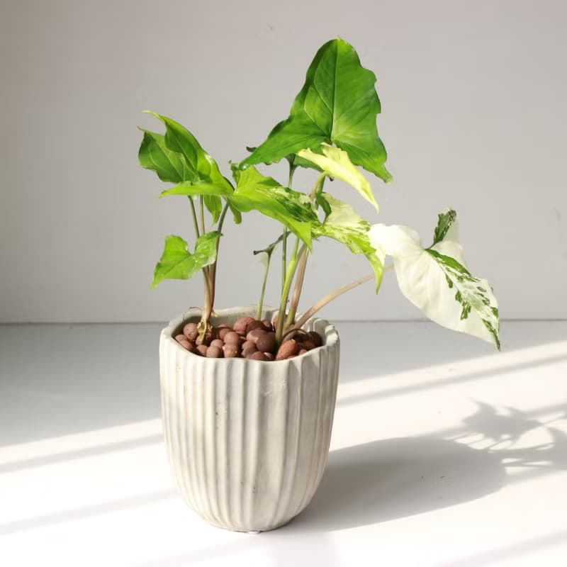 植栽 盆栽 l 大理石合果芋 令人驚奇的白斑  室內植物 辦公室盆栽