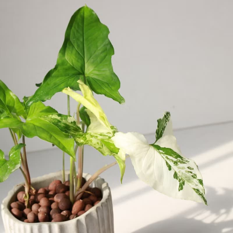 植栽 盆栽 l 大理石合果芋 令人驚奇的白斑  室內植物 辦公室盆栽