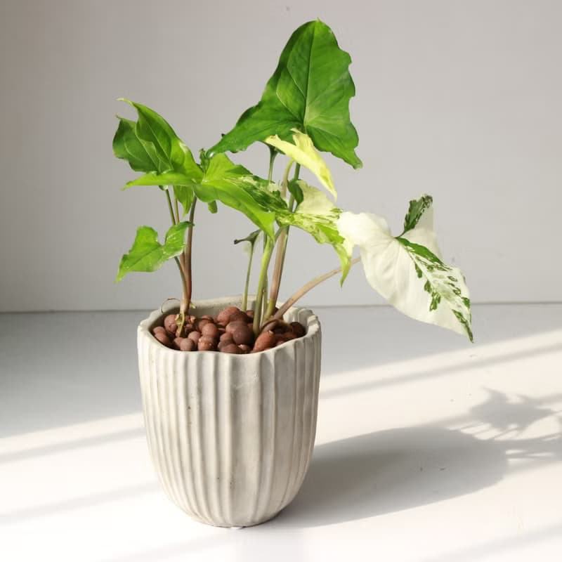 植栽 盆栽 l 大理石合果芋 令人驚奇的白斑  室內植物 辦公室盆栽