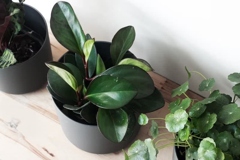 Red edge 琴葉椒草_室內植栽