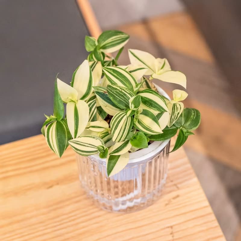 水竹觀葉植物 簡約風懶人盆器 花盆 透明自動吸水盆