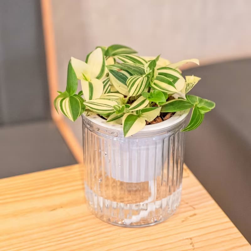 水竹觀葉植物 簡約風懶人盆器 花盆 透明自動吸水盆