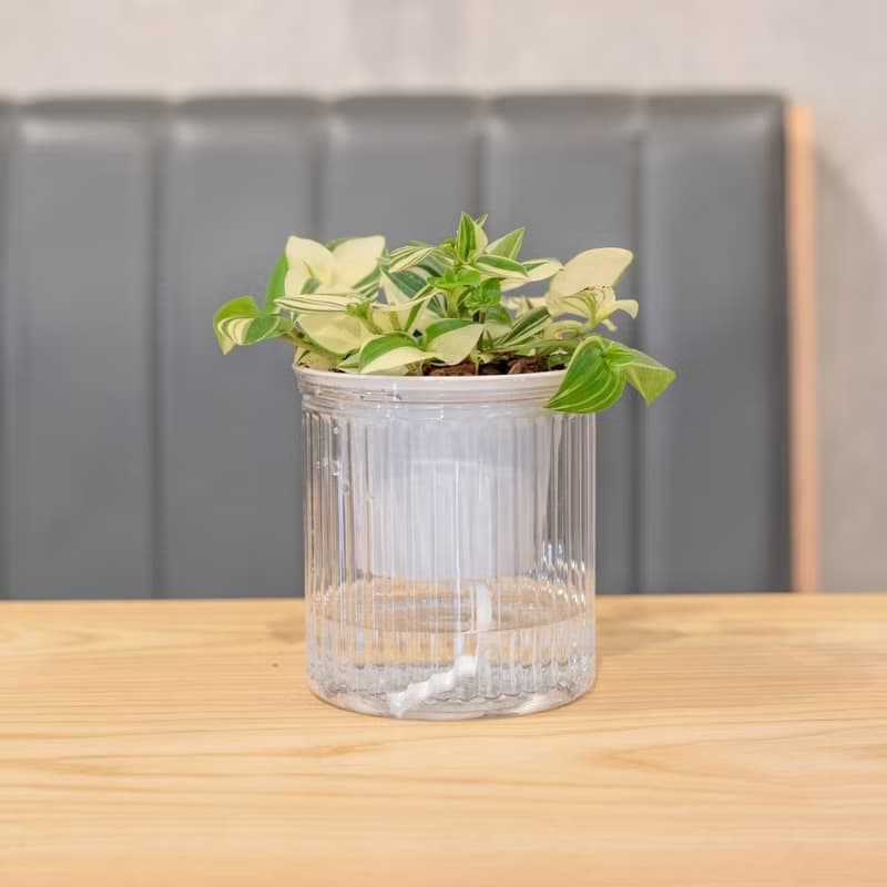 水竹觀葉植物 簡約風懶人盆器 花盆 透明自動吸水盆