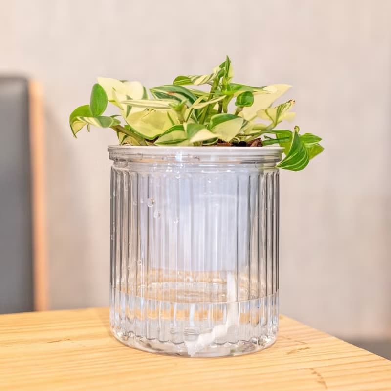 水竹觀葉植物 簡約風懶人盆器 花盆 透明自動吸水盆