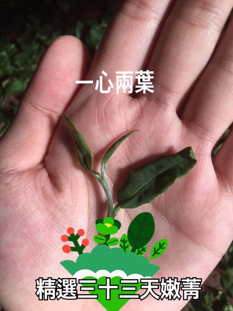 雨曦精選手採一心二葉頭等獎金萱紅茶(伴手禮附提袋)禮盒