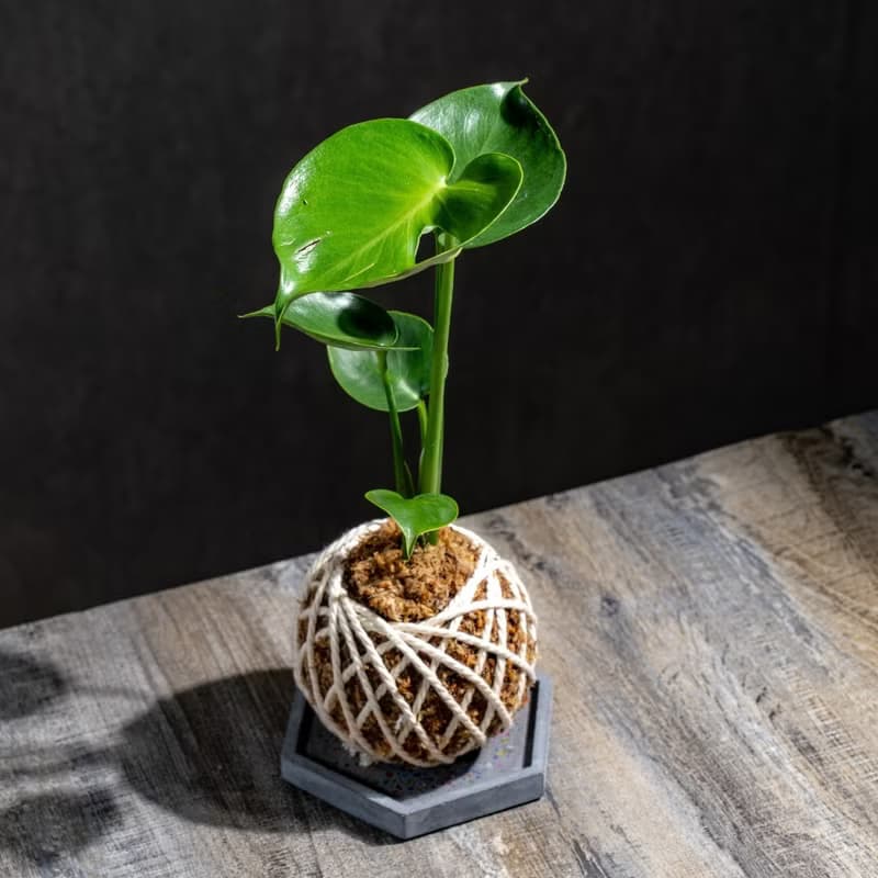 龜背芋苔球 苔球植物 苔玉 室內植物 辦公室植物 交換禮物