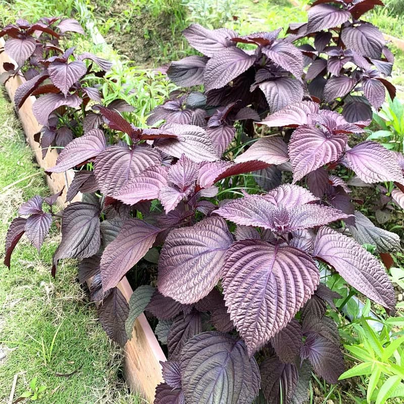 花茶+紅茶組盒-15款茶包禮盒-6包無咖啡因花草茶+9包香草紅茶