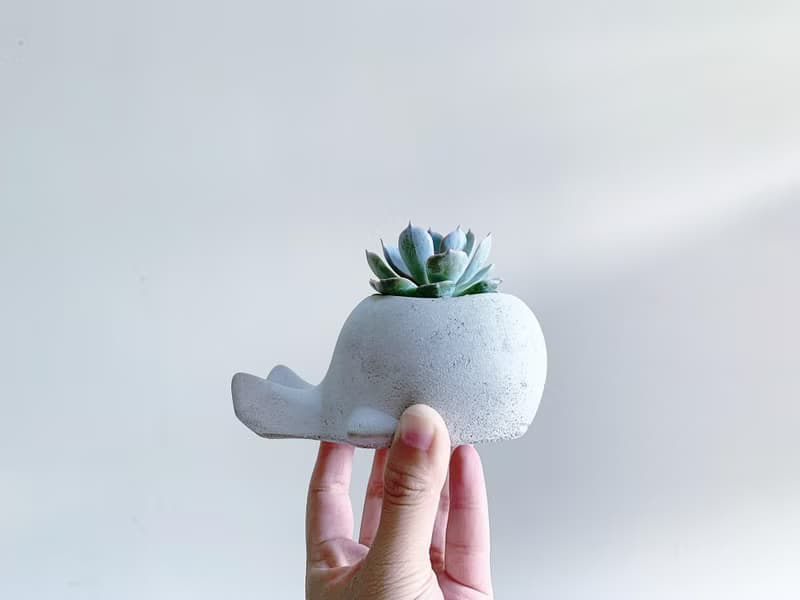 【買盆送植物.24h寄出】鯨魚多肉水泥盆 @JU多肉
