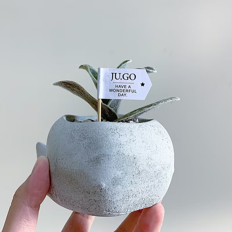 【買盆送植物.24h寄出】鯨魚多肉水泥盆 @JU多肉