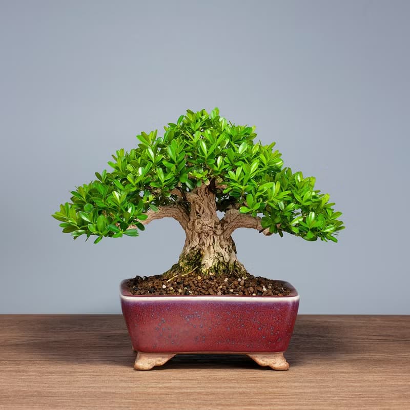 【空間擺設】精品盆栽 送禮推薦 雅緻生活
