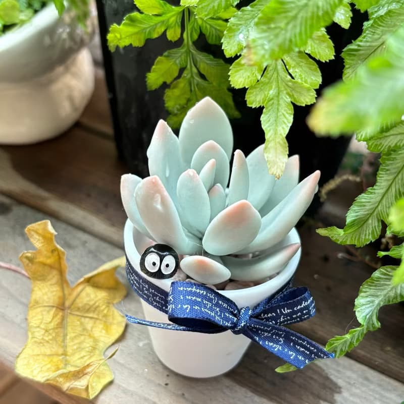 多肉下午茶 黏土 手作 藍粉筆