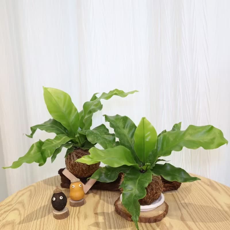 |山蘇苔球| 贈送塑膠底座 / 植男人紳 手作苔球