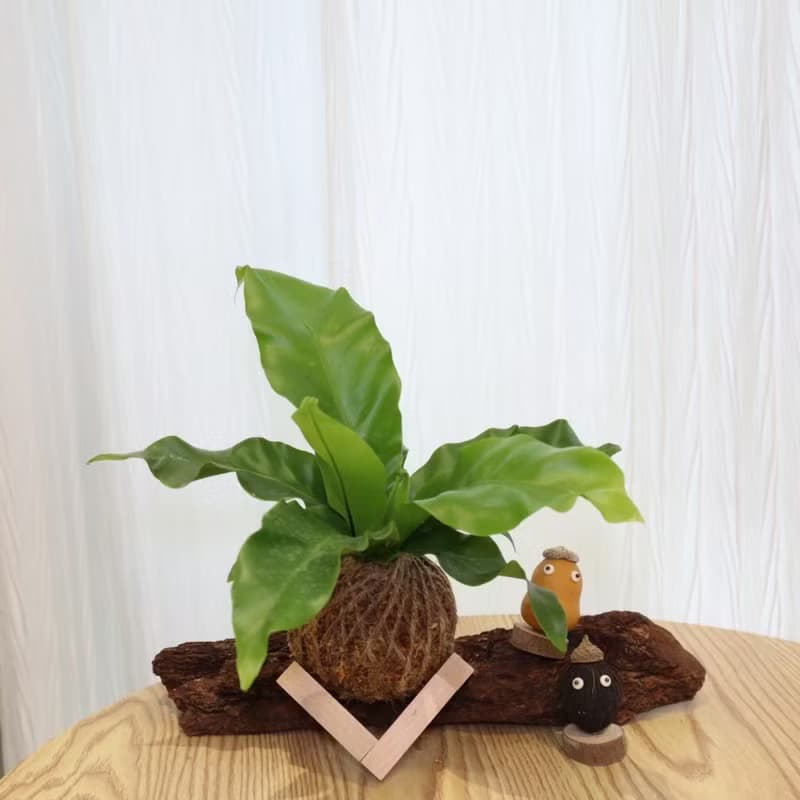 |山蘇苔球| 贈送塑膠底座 / 植男人紳 手作苔球