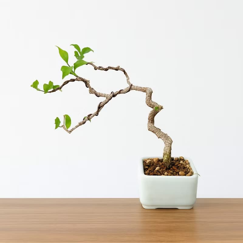 小品盆栽・李氏櫻桃