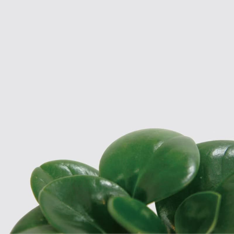 │ 窯瓷系列 │ 圓葉椒草 - 空氣淨化 招財 室內植物 水耕盆栽