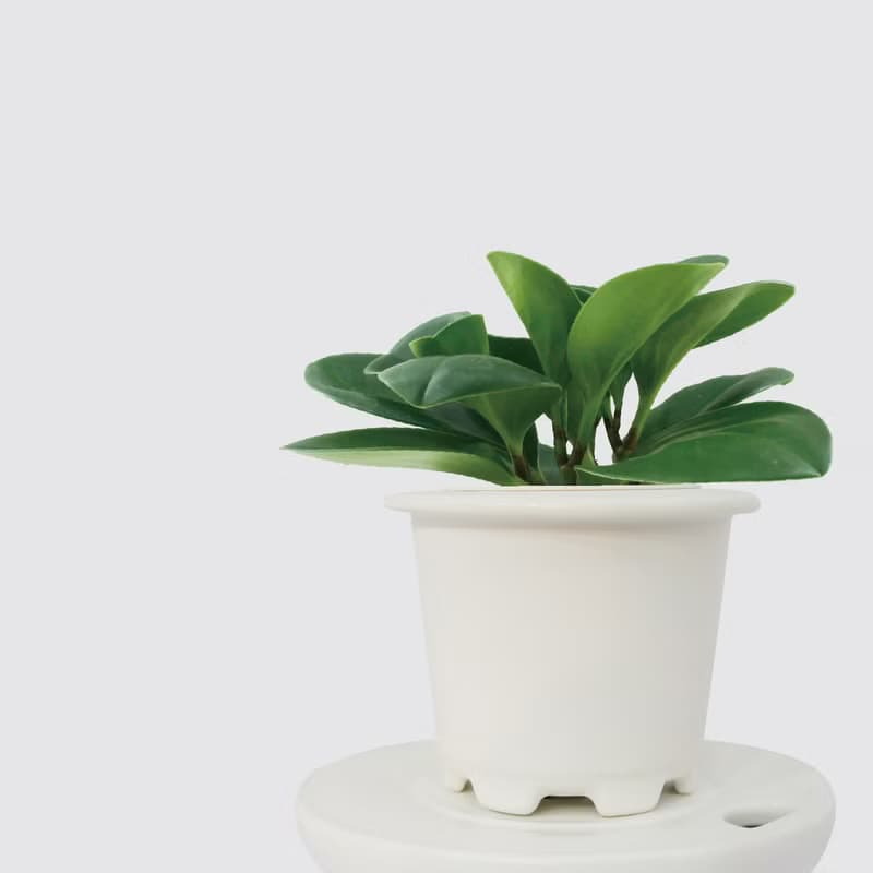 │ 窯瓷系列 │ 圓葉椒草 - 空氣淨化 招財 室內植物 水耕盆栽