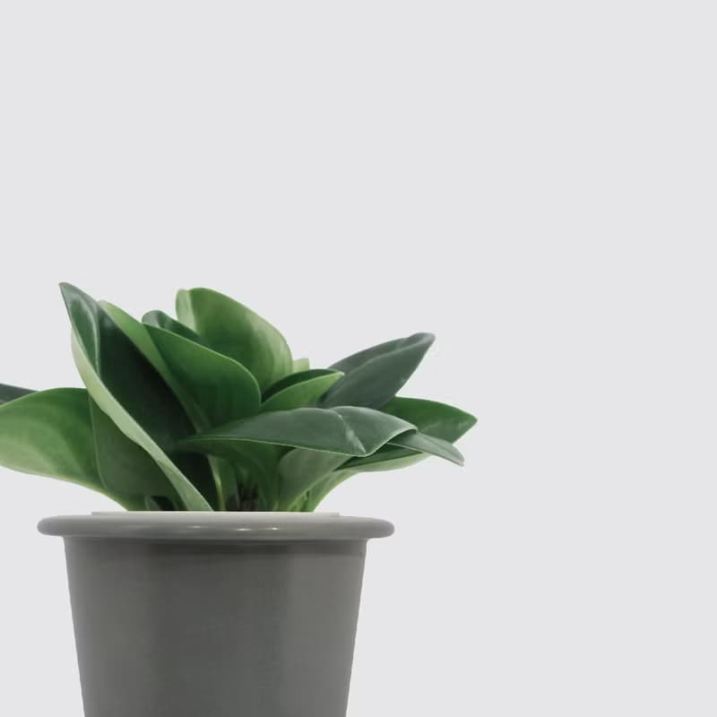 │ 窯瓷系列 │ 圓葉椒草 - 空氣淨化 招財 室內植物 水耕盆栽