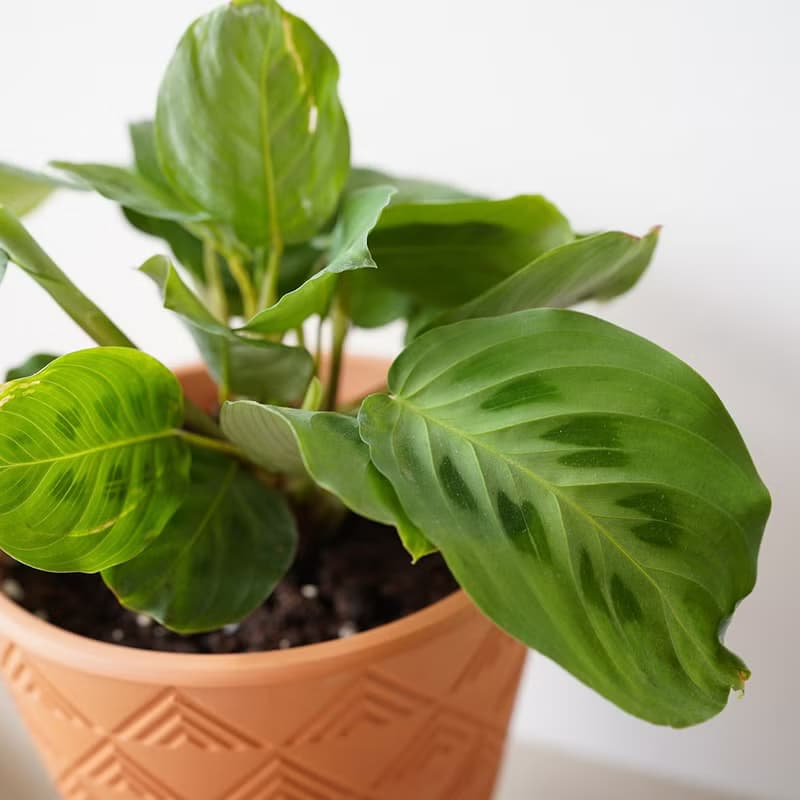 【竒植花物】熊貓竹芋盆栽  貓眼竹芋 綠色盆栽 情人節禮物
