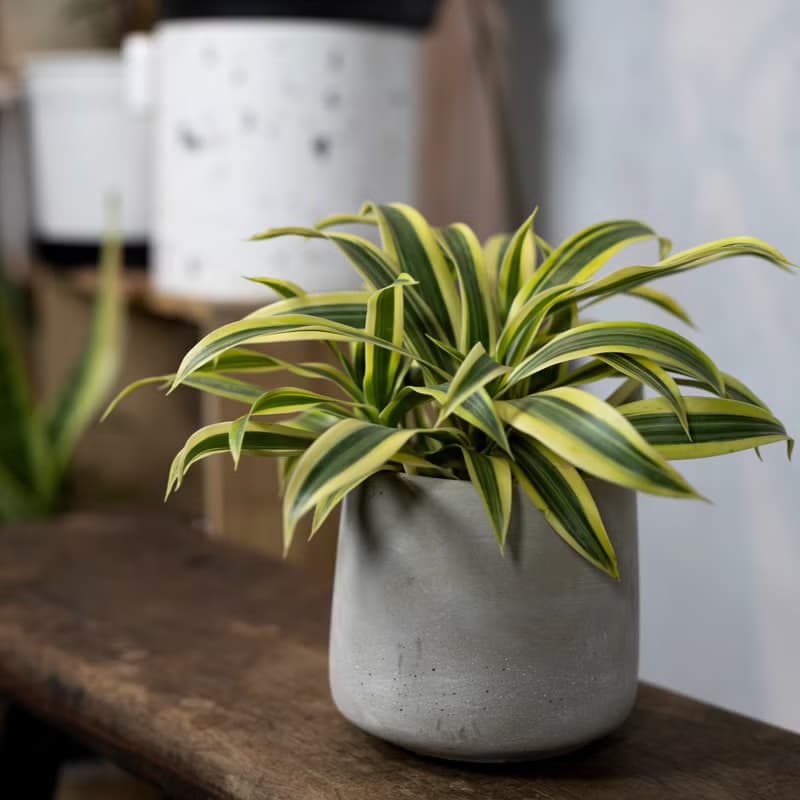 【室內盆栽】百合竹盆栽 觀葉植物 盆栽 植栽 開幕送禮  綠化