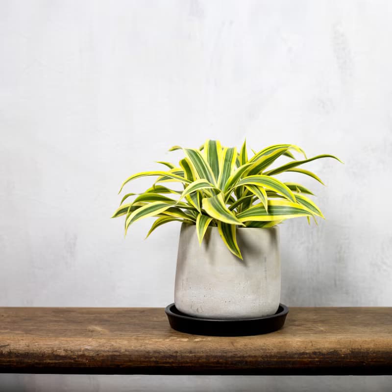 【室內盆栽】百合竹盆栽 觀葉植物 盆栽 植栽 開幕送禮  綠化