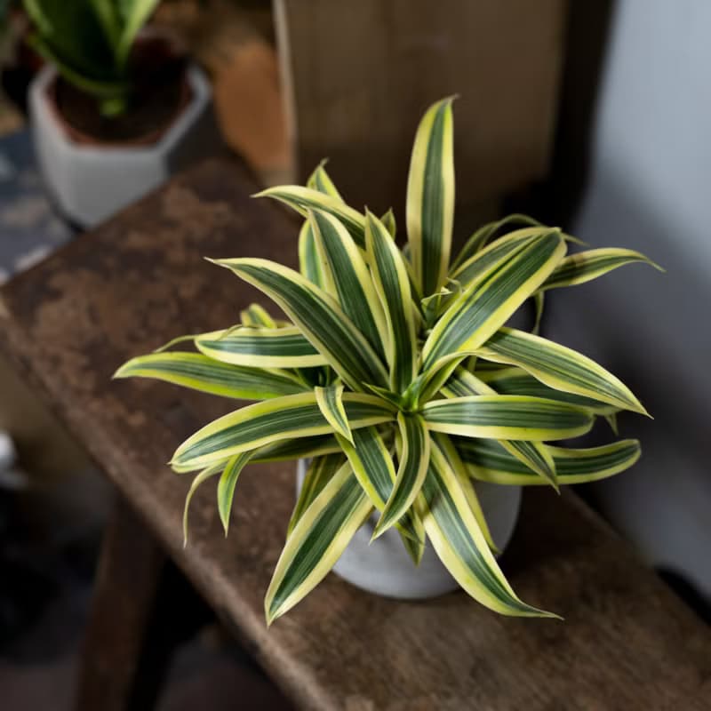 【室內盆栽】百合竹盆栽 觀葉植物 盆栽 植栽 開幕送禮  綠化