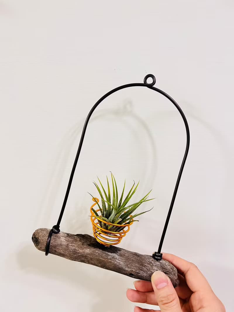 空鳳架 小精靈 空間佈置 交換 畢業禮物(含植物)