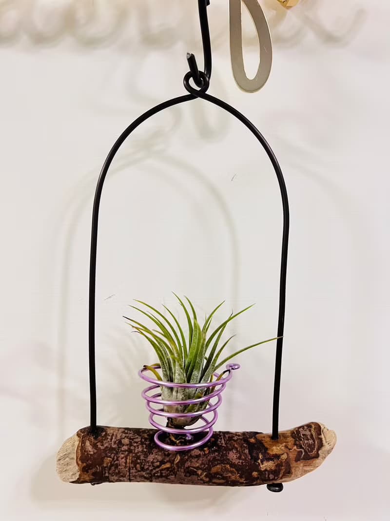 空鳳架 小精靈 空間佈置 交換 畢業禮物(含植物)