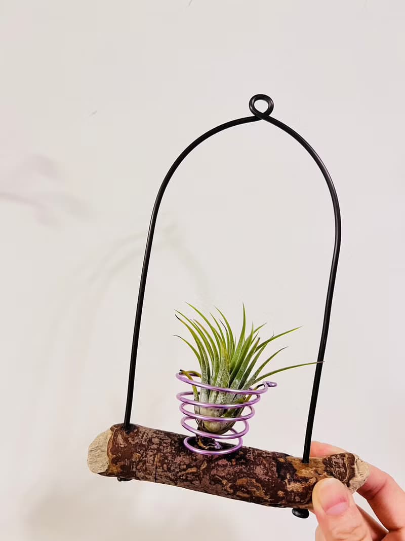 空鳳架 小精靈 空間佈置 交換 畢業禮物(含植物)