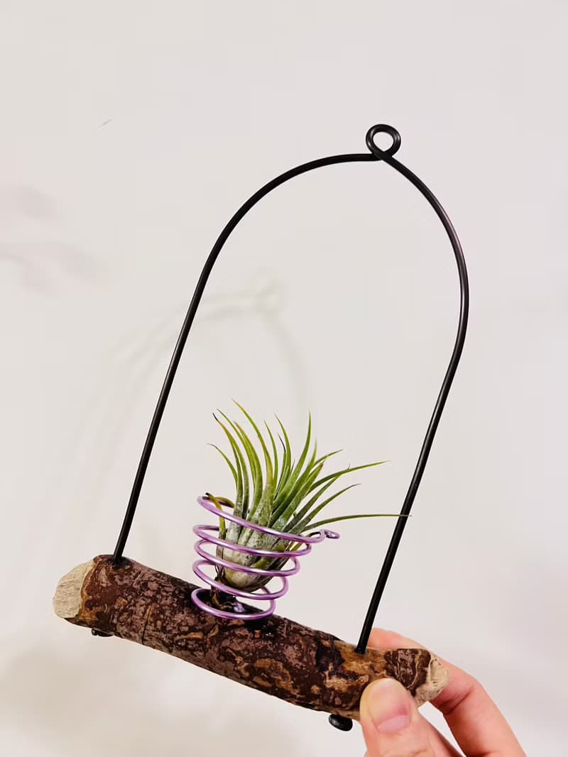 空鳳架 小精靈 空間佈置 交換 畢業禮物(含植物)