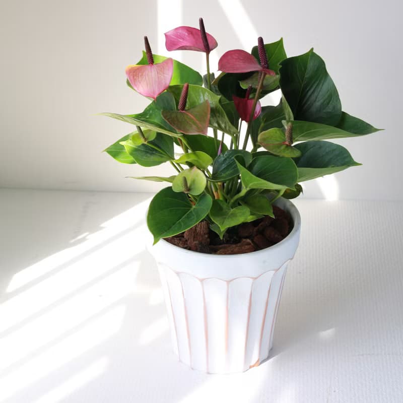 植栽 盆栽 l 小藍莓火鶴花(大盆)  室內植物 辦公室盆栽 開幕盆栽