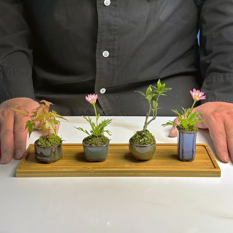 苔蘚拇指盆 / 豆盆 / 微景觀 / 療癒 / 空氣過濾