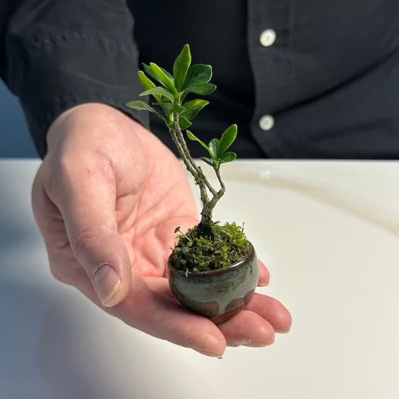 苔蘚拇指盆 / 豆盆 / 微景觀 / 療癒 / 空氣過濾