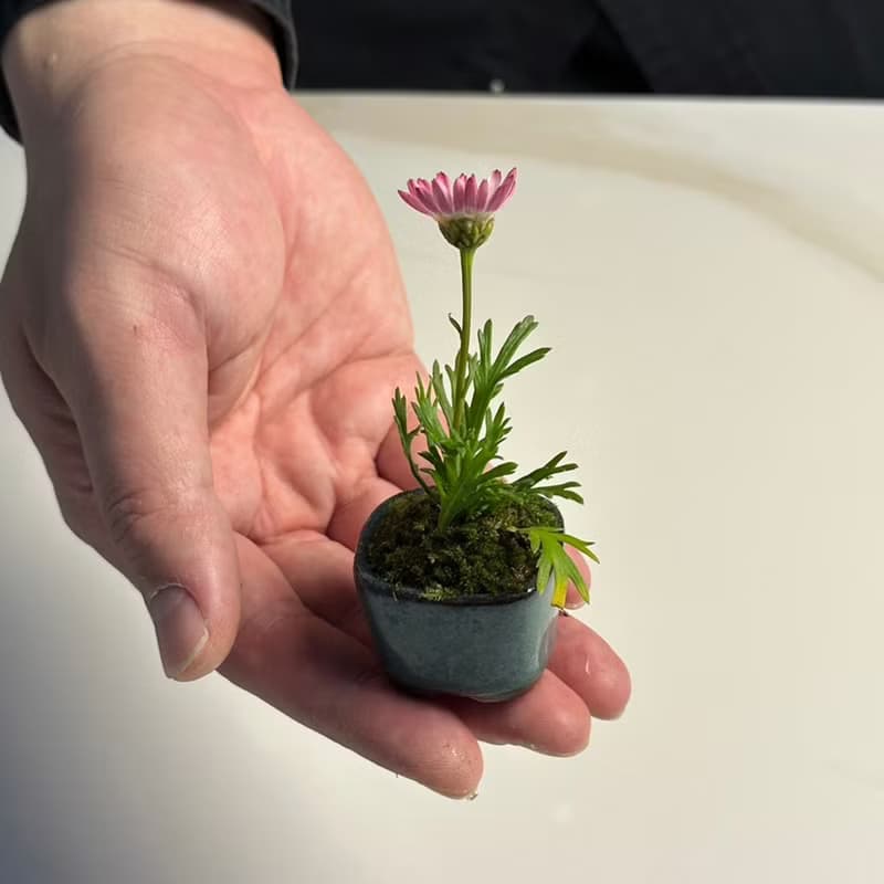 苔蘚拇指盆 / 豆盆 / 微景觀 / 療癒 / 空氣過濾